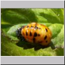 Marienkaeferpuppe - Coccinella septempunctata 01.jpg